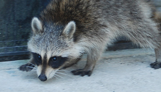 Raccoon Removal in Shelbyville