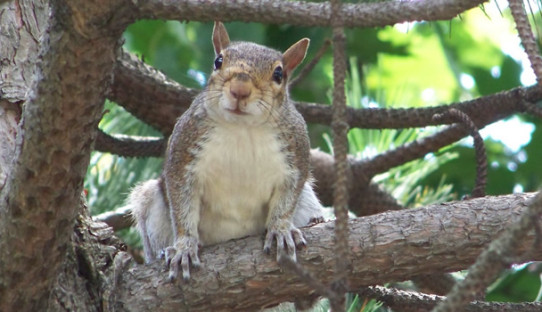 Squirrel Removal in Shelbyville